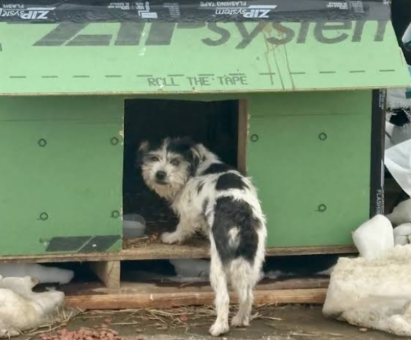 How Stray Dog Rescue Changes Communities