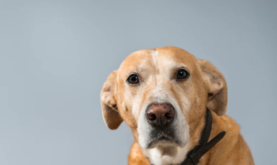 How to Calm an Anxious Stray Dog After Rescue