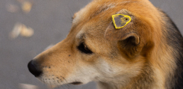 How to Check a Stray Dog for Identification