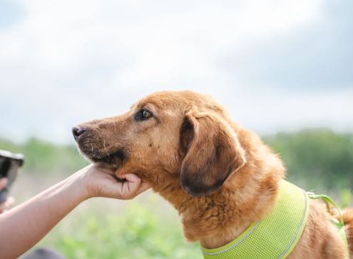 How to Introduce a Rescued Stray Dog to Other Pets