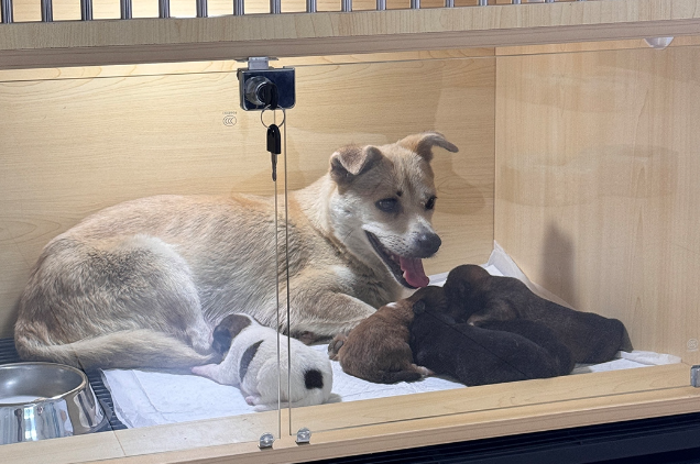 Creating a Safe Temporary Space for a Rescued Stray Dog