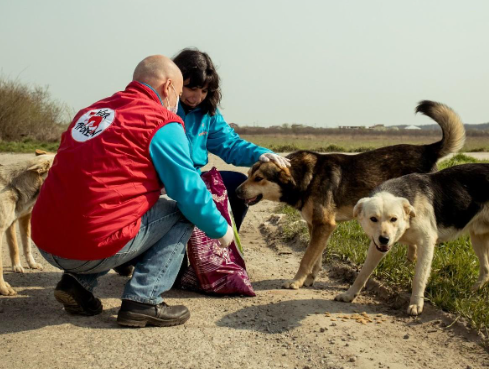 Stray Dog Rescue and the Importance of Quarantine