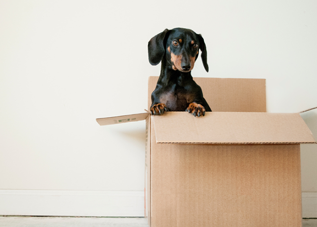 How to Transport a Stray Dog Without Causing Stress