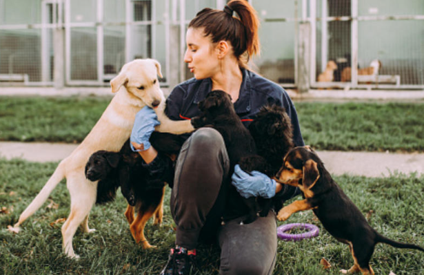 The Role of Local Shelters in Stray Dog Rescue