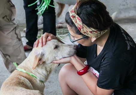How Social Media Helps Stray Dog Rescue Efforts