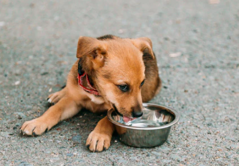 How to Give Water to a Weak Stray Dog Safely