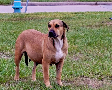 What to Do if a Stray Dog Is Pregnant