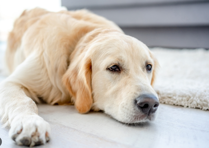 Signs a Stray Dog Needs Immediate Veterinary Care