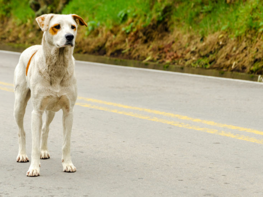 How to Approach a Frightened Stray Dog Safely