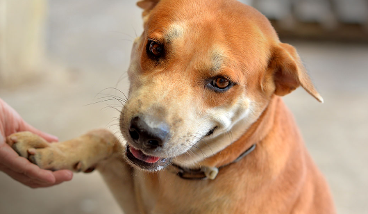 How to Build Trust With a Rescued Stray Dog