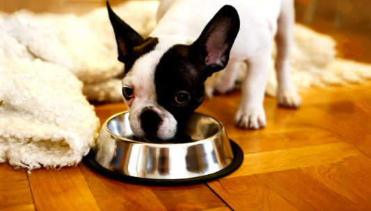 What to Feed a Newly Rescued Stray Dog