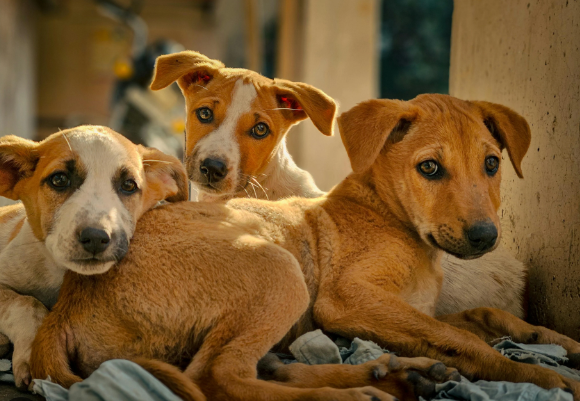 Nighttime Stray Dog Rescue Tips