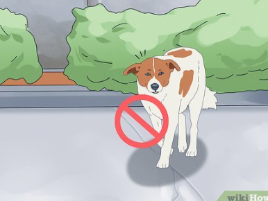 The First Steps to Take in a Stray Dog Rescue Situation