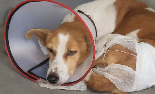 How to Rescue an Injured Stray Dog