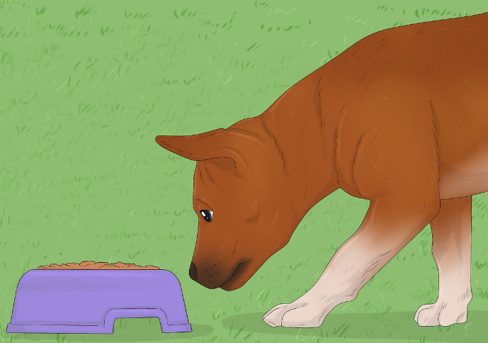 Common Mistakes People Make During Stray Dog Rescue