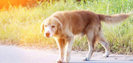 What to Do When You Find a Stray Dog