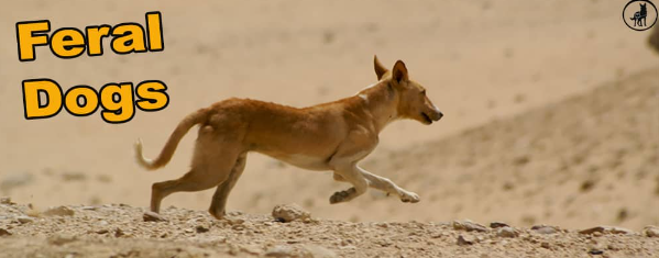 How to Tell if a Dog Is Truly Stray or Just Lost