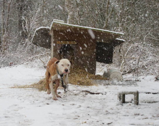 Winter Care for Rescued Stray Dogs