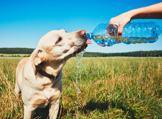 Summer Safety Tips for Stray Dog Rescue