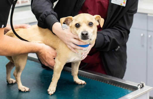 How Weather Affects Stray Dog Rescue Efforts