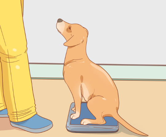 How to Care for a Nursing Stray Mother Dog