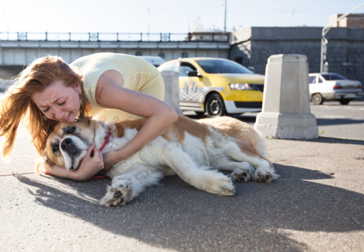 Rescuing Stray Puppies From Dangerous Areas