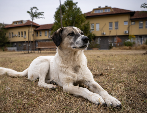 Why Street Dogs Need More Than Food and Shelter