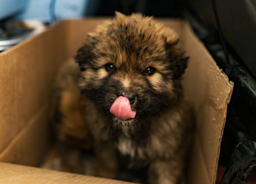 The Difference Between Stray Dog Rescue and Dog Adoption
