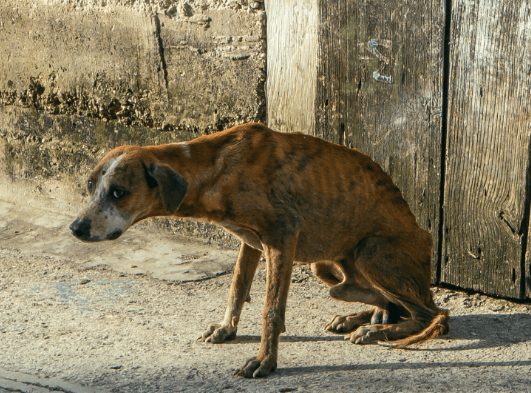 How to Spot Signs of Abuse in a Rescued Stray Dog