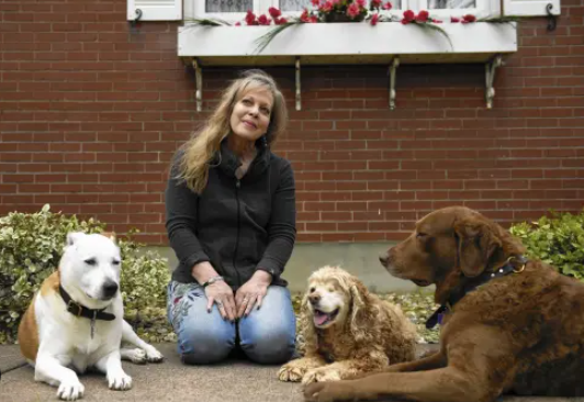 Lessons Learned From Real Stray Dog Rescue Cases