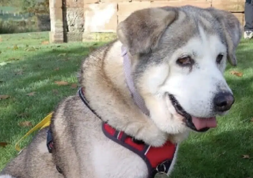 Success Stories That Show the Power of Stray Dog Rescue