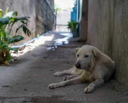 How Rescued Stray Dogs Benefit Mental Health Programs