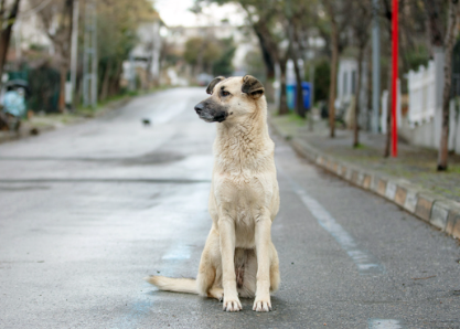 Why Every Neighborhood Should Care About Stray Dog Rescue