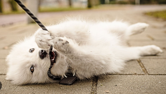 Leash Training a Dog After Stray Dog Rescue