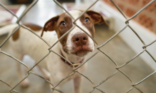 The Legal Side of Stray Dog Rescue