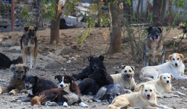 How TNR Programs Relate to Stray Dog Rescue Discussions