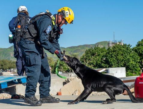 Emergency Response and Disaster-Based Stray Dog Rescue