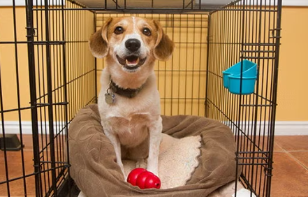 Crate Training Tips for Rescued Stray Dogs