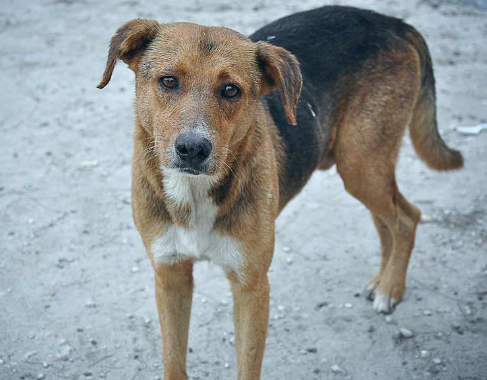 How Patience Improves Stray Dog Rescue Outcomes