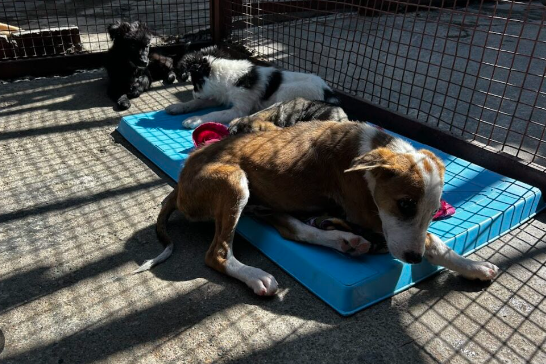 The Importance of Spay and Neuter in Stray Dog Rescue