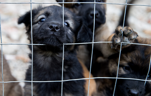 The Role of Pet Food Banks in Stray Dog Rescue