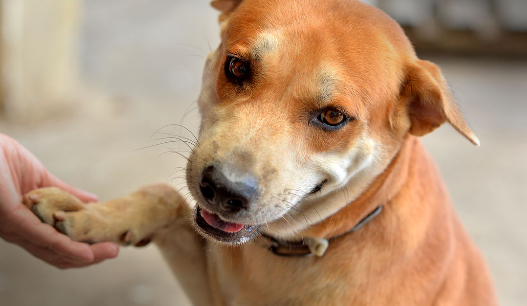 Building a Routine for a Newly Rescued Stray Dog