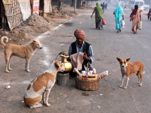 Why Some Stray Dogs Refuse Human Contact