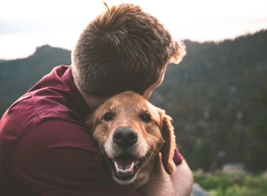 How to Organize a Local Stray Dog Rescue Drive