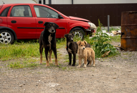 Stray Dog Rescue in Rural Areas