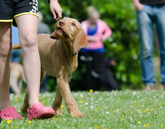 Why Positive Reinforcement Works in Stray Dog Rescue