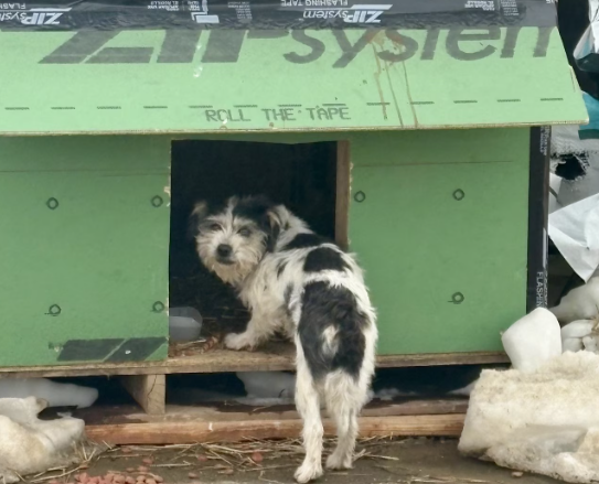House Training a Former Stray Dog