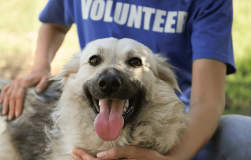 Dental Problems Often Seen in Rescued Stray Dogs