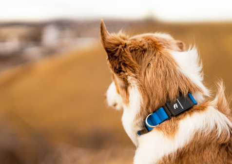 How Technology Is Improving Stray Dog Rescue