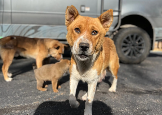 The Truth About Mixed Breeds in Stray Dog Rescue